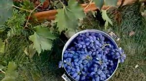 ВИНОГРАД СЕНТЯБРИНА - БУДЕМ ДЕЛАТЬ  ВАРЕНЬЕ