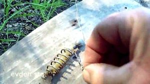 Золотые правила Рбалка на пенопласт