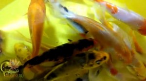 Японский карп кои - 10-12 см. Хорошо растут, красивые и легко адаптируются к новым условиям!