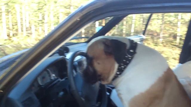 АМЕРИКАНСКИЙ БУЛЬДОГ ЗА РУЛЕМ! смотреть онлайн