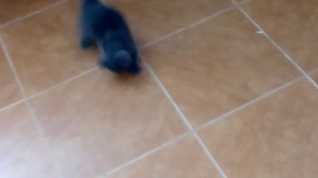 Ну очень, игривый котёнок!!! смотреть онлайн