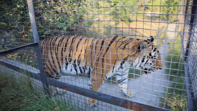 Тигры. Тайган. #тайган смотреть онлайн