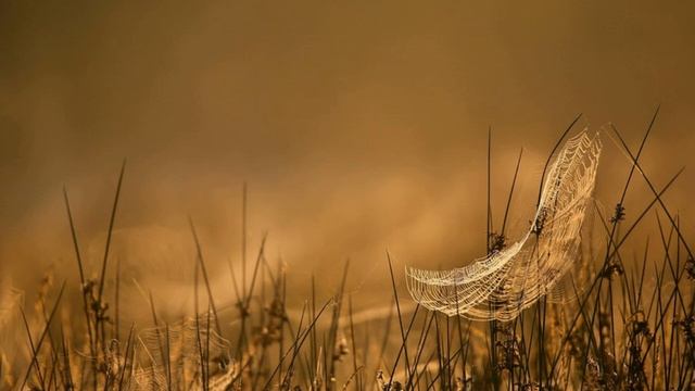 ЖИЗНЬ В ТЕЛЕ ЦВЕТКА. Красивая регрессивная медитация. смотреть онлайн