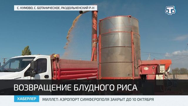 На территории Крыма спустя 8 лет стартовала уборка риса