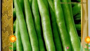 Фасоль овощная Секунда. Краткий обзор, описание характеристик, где купить семена Secunda