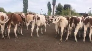 Нетели красно пестрой породы    SD 480p