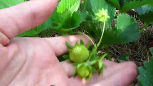 Клубника сорт Ламбада 2019 г. Верхозин Юрий.