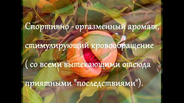 Афродизиаки - Мандарин, Мирра, Мускат, Нероли, Майоран. смотреть онлайн