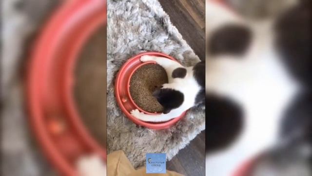 СМЕШНЫЕ КОШКИ И ДРУГИЕ ЖИВОТНЫЕ/ МИНУТА СМЕХА смотреть онлайн