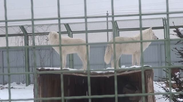 Зоопарк 12 месяцев в Киеве ЗИМОЙ! Не мерзнут ли волки на снегу? Отзыв и обзор! смотреть онлайн