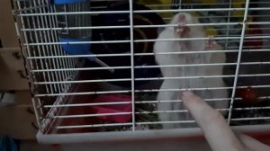 Сирийские длинношерстные хомяки, 1.5 месяца