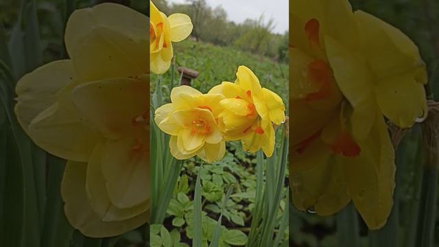 нарцисс /  daffodil Tahiti