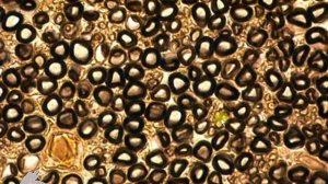 #нерв (поперечный срез)