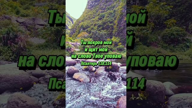 🛡️📖 Псалтирь 118:114 Ты покров мой и щит мой; на слово Твое уповаю.