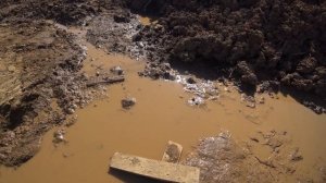 Спаривание Водомерок (водяных клопов).