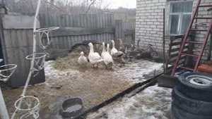 соединил две разные породы гусей