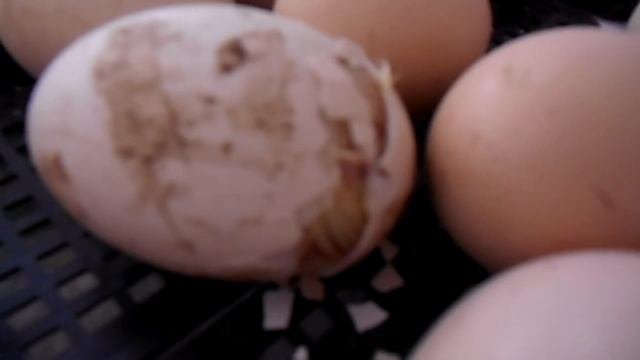 Как вылупляются цыплята,  видео из родильного отделения