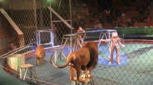 Лев напал на дрессировщика во Львовском цирке