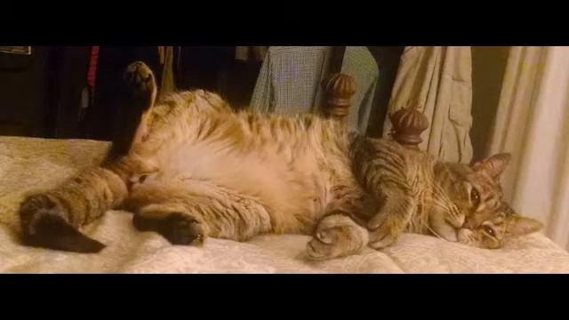 If You Have a Cat - MUST WATCH TO KEEP YOUR CAT FROM DYING TOO SOON! ??? смотреть онлайн