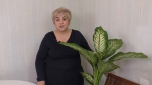 ДИФФЕНБАХИЯ. УХОД И СОДЕРЖАНИЕ. Мои цветы. Мой опыт.