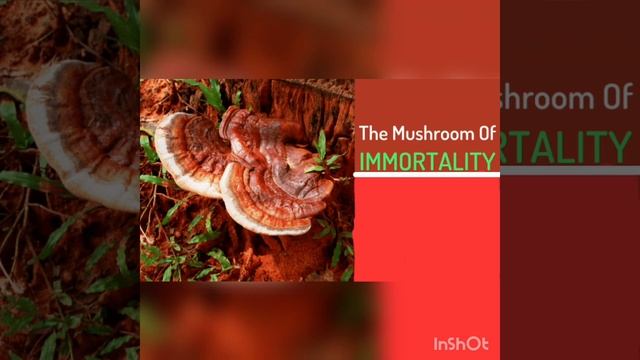 Vestige Ganoderma смотреть онлайн