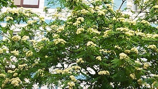 А за окном цветёт рябина. смотреть онлайн