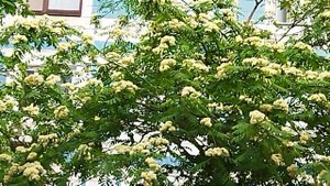 А за окном цветёт рябина.