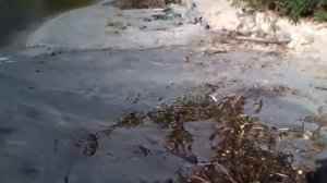 Создание пляжа намыв песка Eco Lake