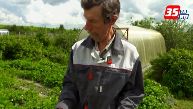 Как сохранить урожай в дождливую погоду смотреть онлайн