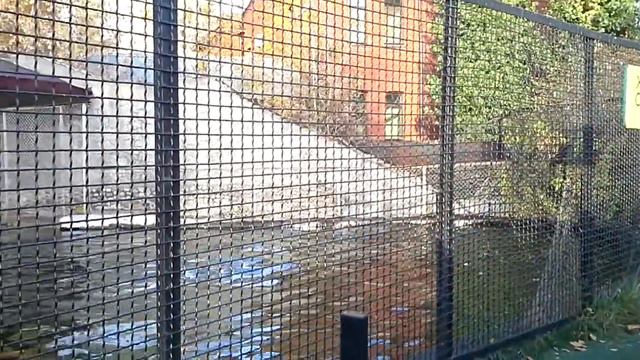 Морской лев смотреть онлайн