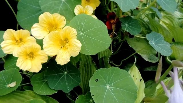 Наши Лилии, Астильбы, Настурции, Хосты на даче. смотреть онлайн