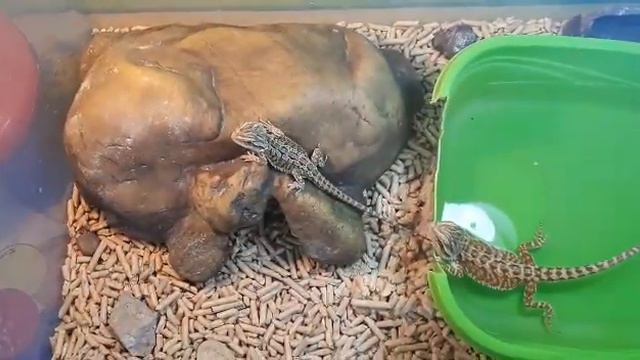 ЛИНЯЕМ, ЗНАЧИТ РОСТЁМ! смотреть онлайн