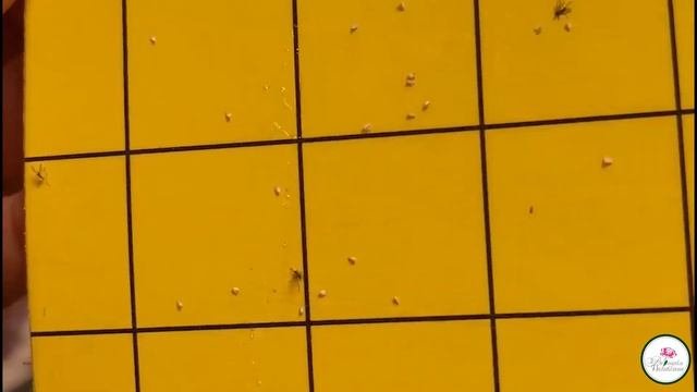 Размножение домашних растений.  Проблемы и их решение