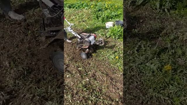 культиватор зубр КАД 2500 на целине смотреть онлайн