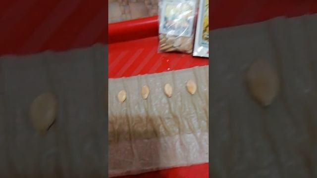 Проращивание семян через метод Самокрутки