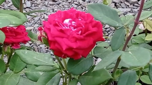 Чайно-гибридная роза "Аллилуйя". Первое цветение. Июнь 2022. смотреть онлайн