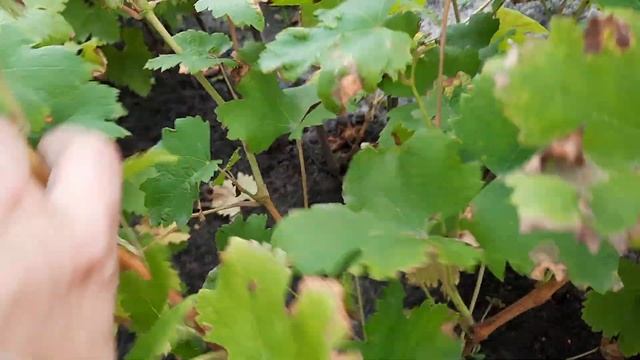 Школка винограда у нас на 4 октября 2022 года смотреть онлайн