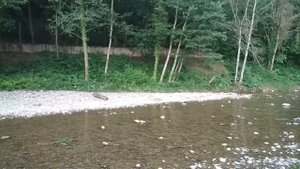 Релакс  Пение птиц в Сочи .