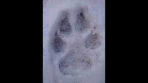 Волчий след