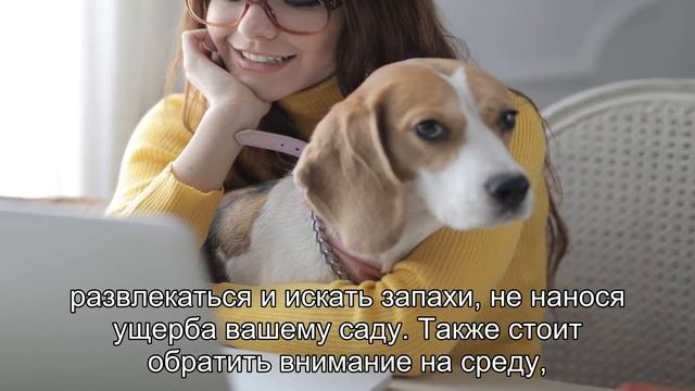 Как отучить собаку рыть землю в саду и дома: советы по воспитанию смотреть онлайн