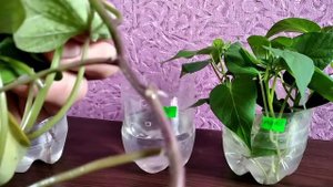 Как легко и быстро размножить батат. How to easily and quickly propagate sweet potatoes..mp4