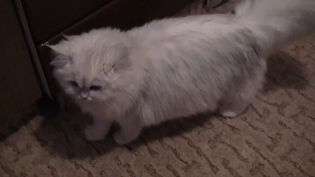 Серебристые шиншиллы,котята