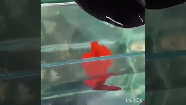 Аквариумные рыбка петушок. Доставка по России из Малайзии и Гонкога. смотреть онлайн