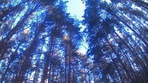 охота на куницу с РЕЛ