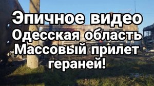 ВИДЕ0 МАСС0ВЫЙ ПРИЛЕТ Гераней 0ДЕССА