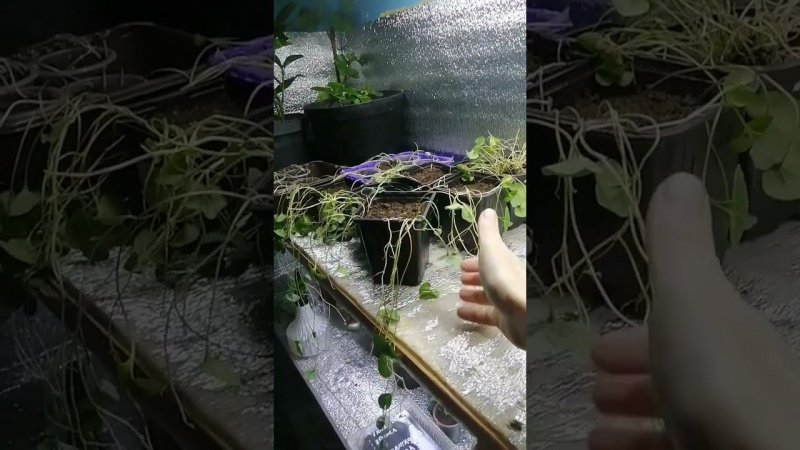 жизнь стелажная #сад #дача #цветы #огород #дихондра #камнеломка
