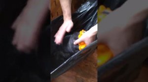 Экспресс-чистка пылесоса Dyson Ball DC33