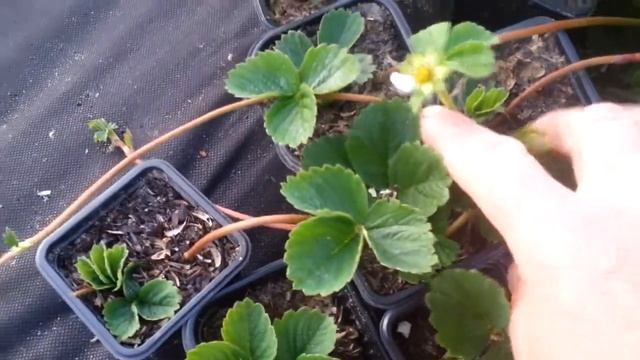 укоренение усов клубники