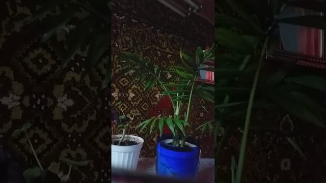 Пальмовая хамедорея , знакомство , полив , уход , подкормка цветка и пересадка , растет хамедорея +