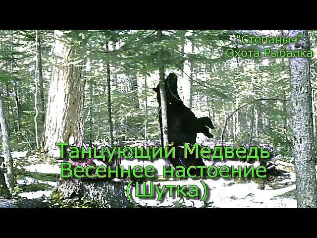 Танцующий Медведь   Весеннее настроение  (Шутка)